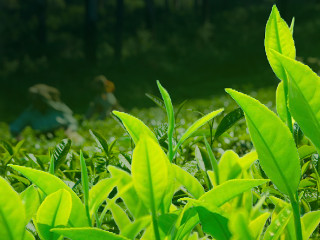 Zielone listki na plantacji herbaty
